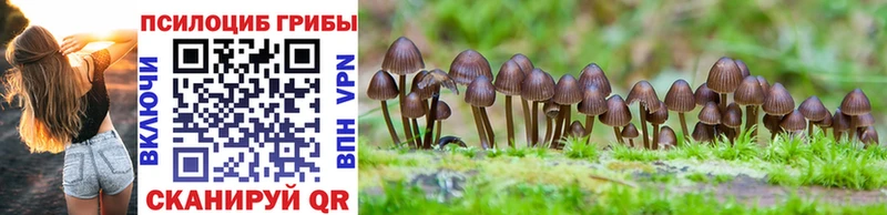 Галлюциногенные грибы Psilocybe Коркино